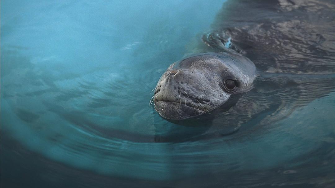海洋王国 Le Peuple des Océans