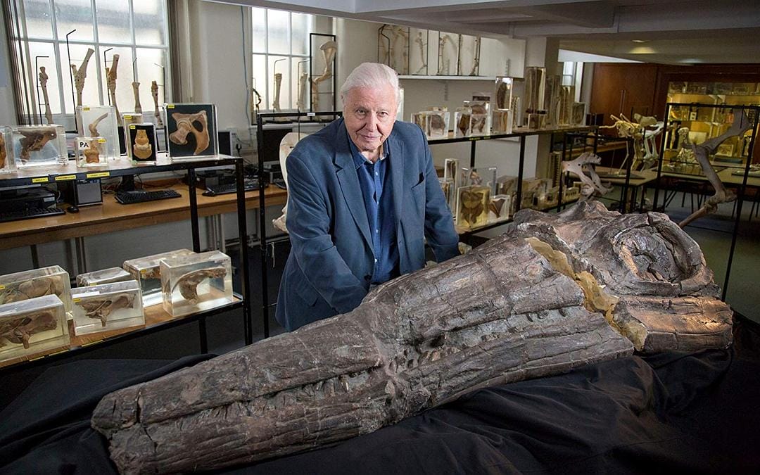 爱登堡爵士和海龙 Attenborough and the Sea Dragon