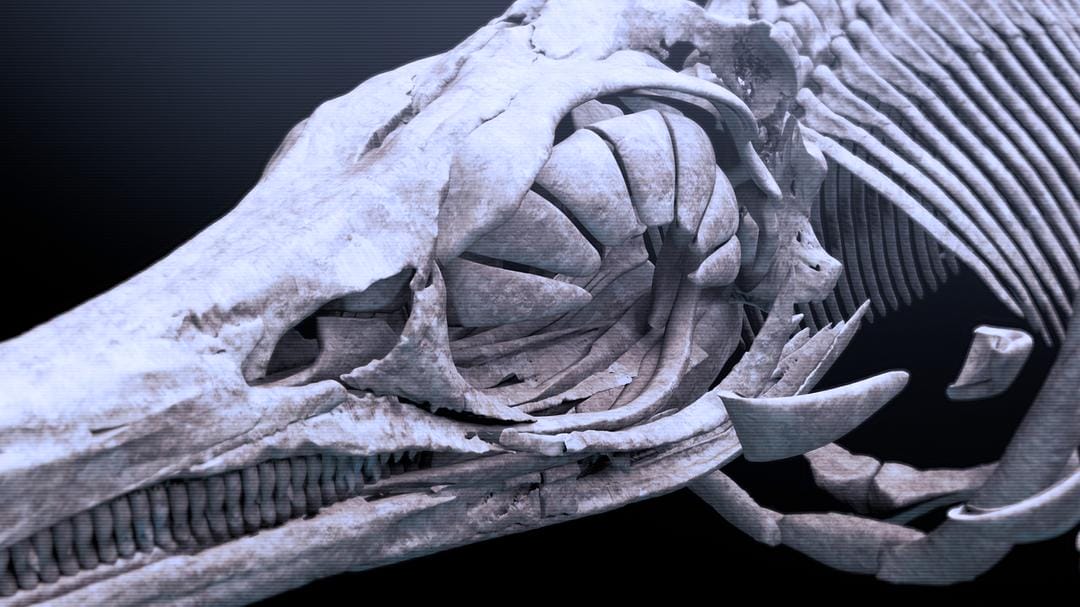 爱登堡爵士和海龙 Attenborough and the Sea Dragon