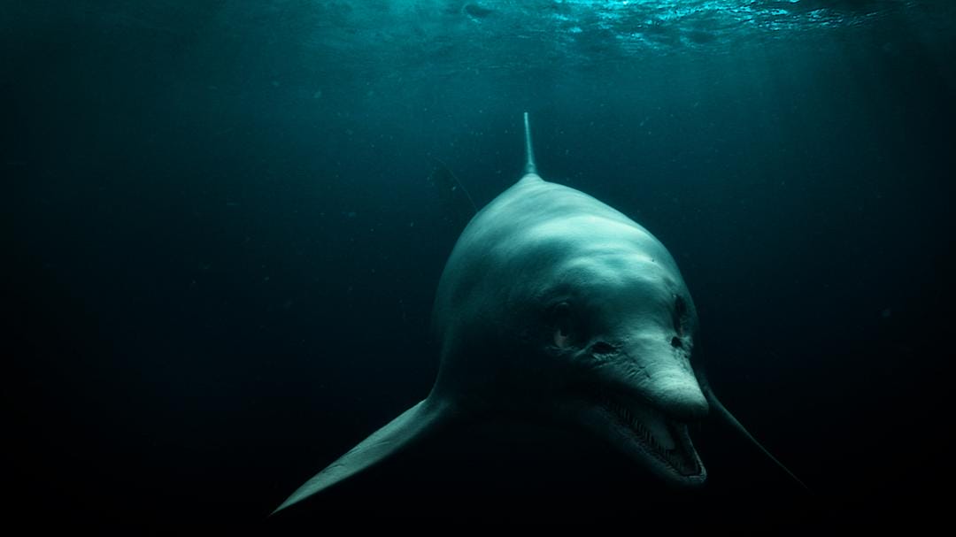 爱登堡爵士和海龙 Attenborough and the Sea Dragon
