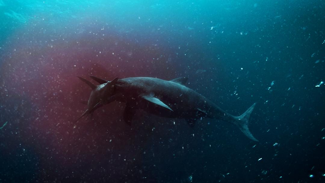 爱登堡爵士和海龙 Attenborough and the Sea Dragon