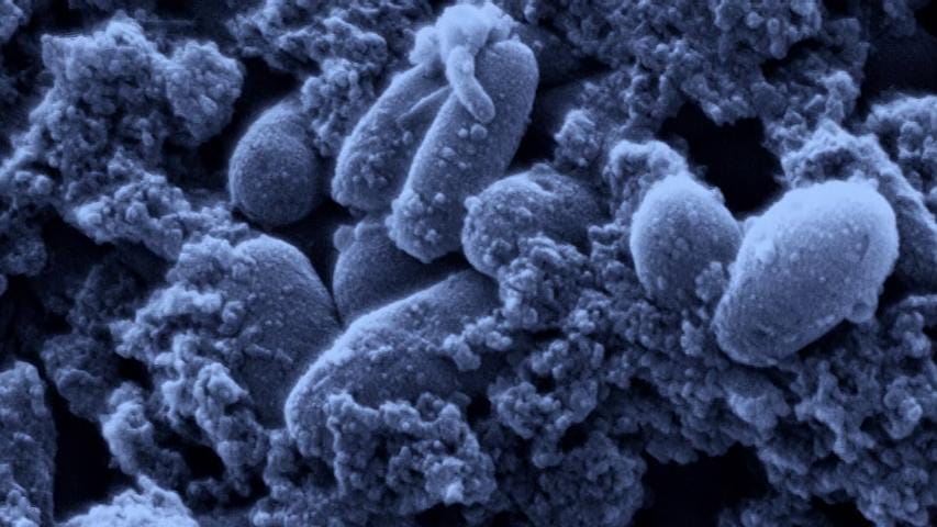 爱登堡爵士和海龙 Attenborough and the Sea Dragon