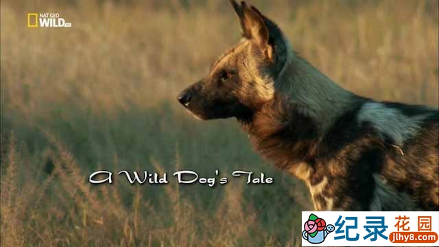 国家地理野生动物纪录片《野狗的传奇故事 A Wild Dog’s Tale》全1集 720P/1080i高清纪录片资源百度云盘下载