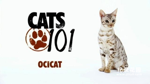 宠物猫速成班系列纪录片《猫咪101 Cats 101》全17集 标清纪录片百度云