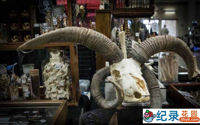 奇葩古董交易纪录片《暗黑杂货店》第2季中字 1080P高清自媒体解说素材百度云盘下载