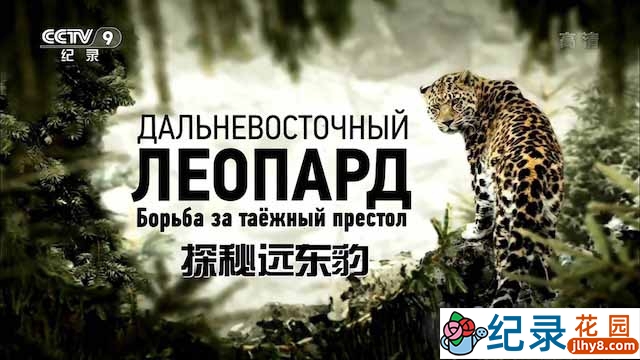 央视野生动物保护纪录片《探秘远东豹》全1集 TS/蓝光高清纪录片资源百度云盘下载