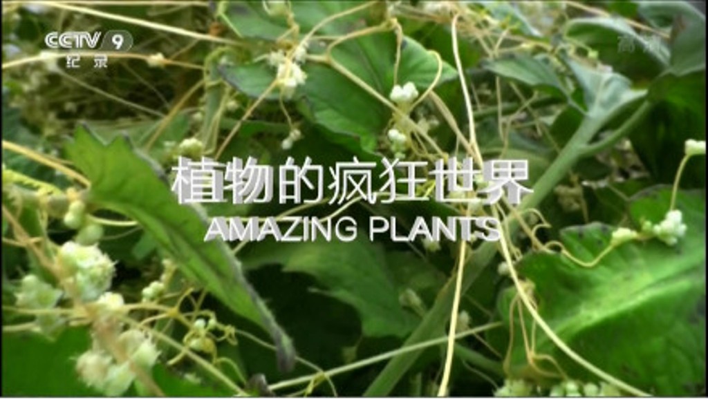植物的疯狂世界 Amazing Plants