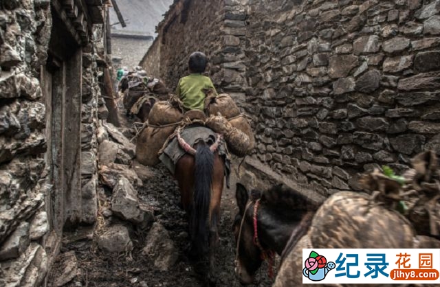 历史人文纪录片《中国民间生存实录 最后的马帮》全3集 标清纪录片资源百度云盘下载