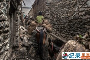 历史人文纪录片《中国民间生存实录 最后的马帮》全3集 标清纪录片资源百度云盘下载