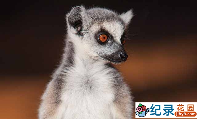 IMAX自然生态纪录片《狐猴岛 the Lemurs Island》全1集中字 TS/蓝光高清纪录片资源百度云盘下载