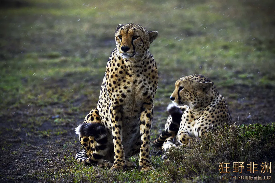 狂野非洲 African Safari