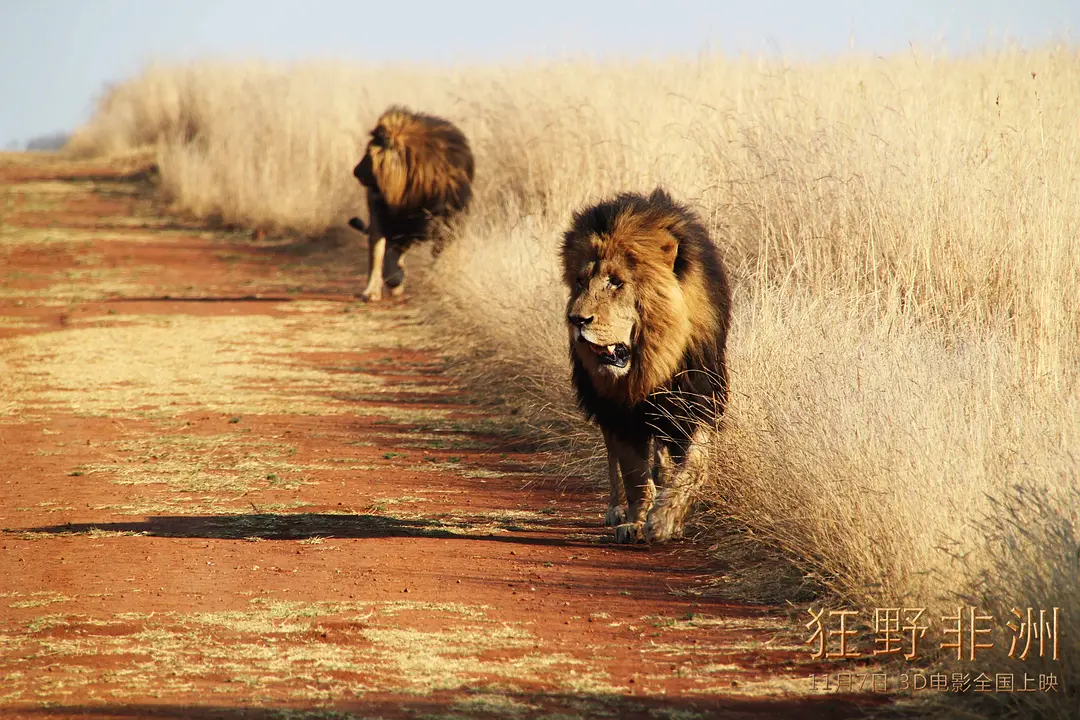 狂野非洲 African Safari