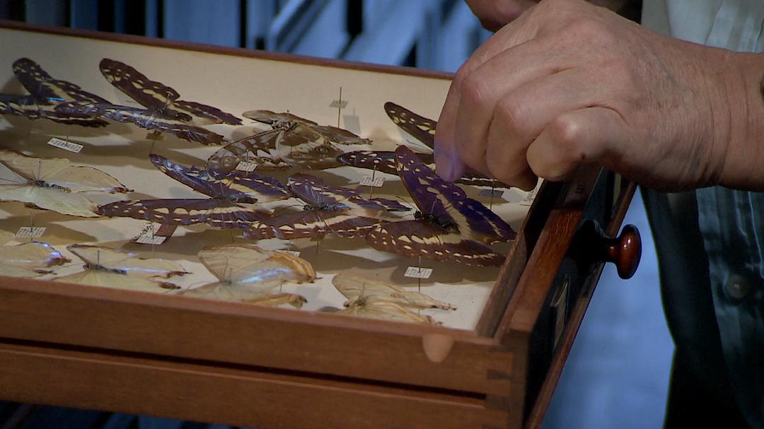 自然趣闻 第一季 David Attenborough's Natural Curiosities Season 1