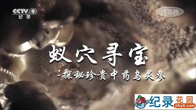 央视昆虫研究纪录片《蚁穴寻宝》全1集 TS/蓝光高清纪录片资源百度云盘下载