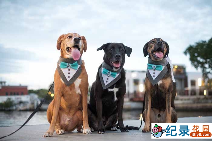 混血宠物纪录片《狗狗身世大揭秘》全1集中字 TS/蓝光高清纪录片资源百度云盘下载