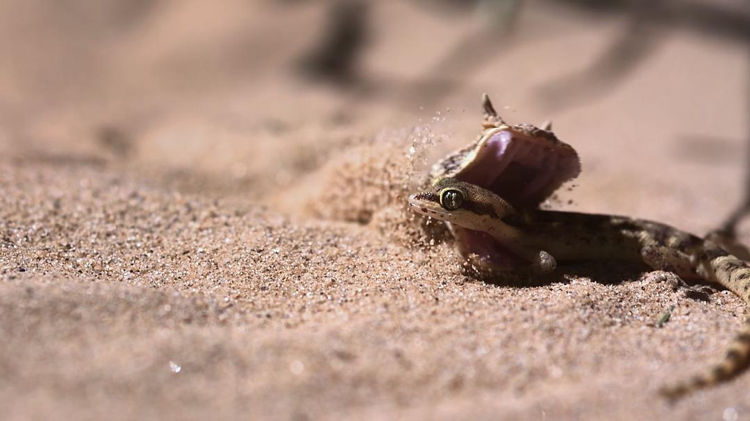纳塔尔蟒一族 Africa's Super Snake