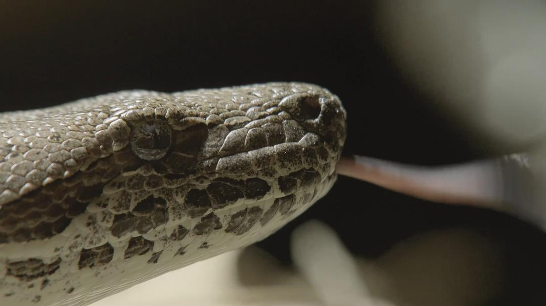 纳塔尔蟒一族 Africa's Super Snake