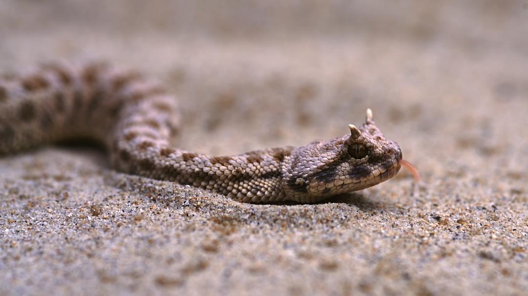 纳塔尔蟒一族 Africa's Super Snake