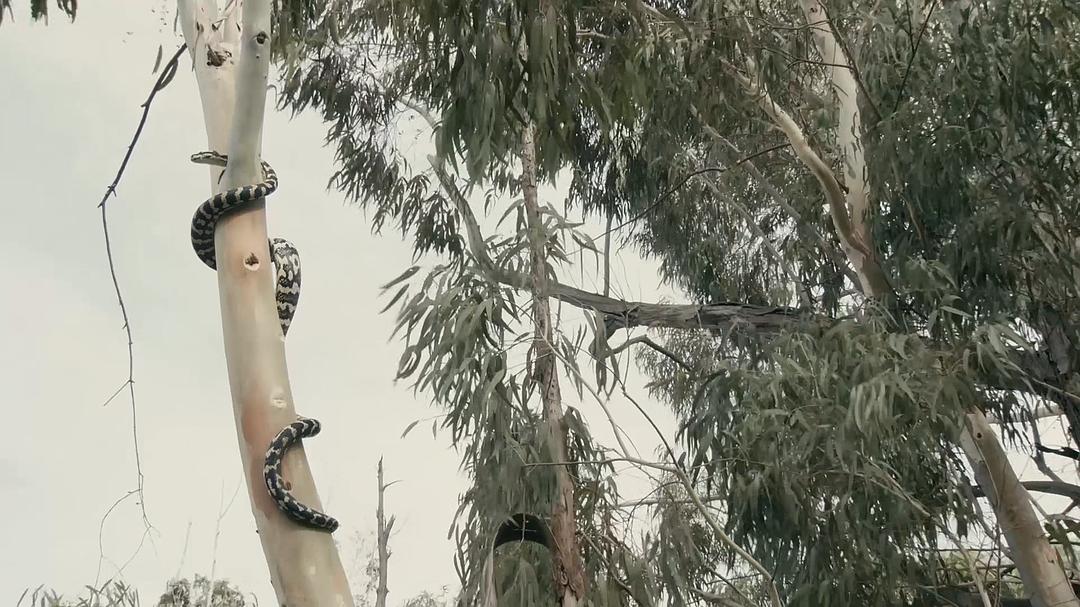 纳塔尔蟒一族 Africa's Super Snake