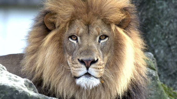 袭击和抵御 Attack and Defend