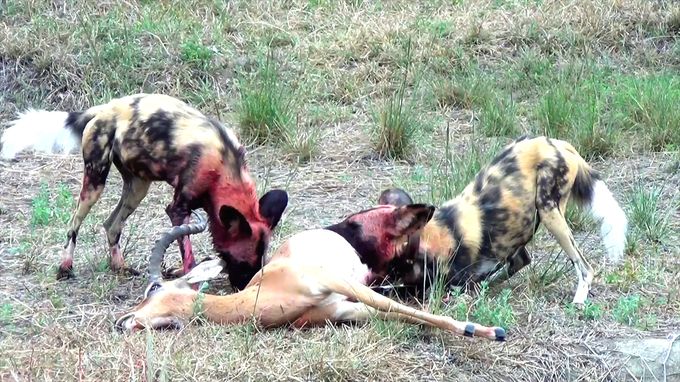 袭击和抵御 Attack and Defend