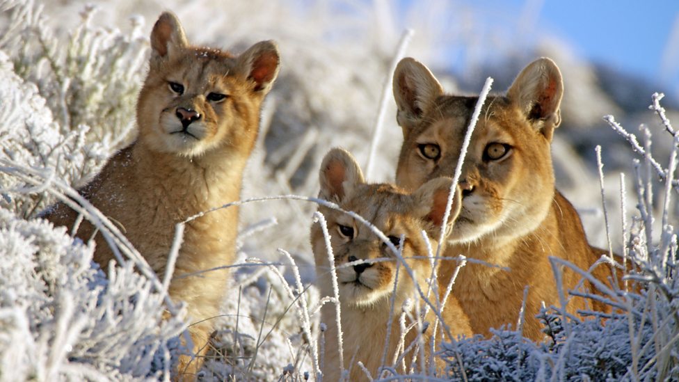 山间的生命极限 Mountain: Life at the Extreme