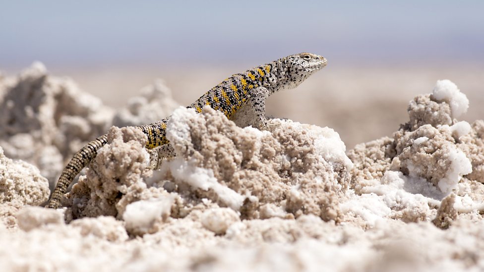 山间的生命极限 Mountain: Life at the Extreme