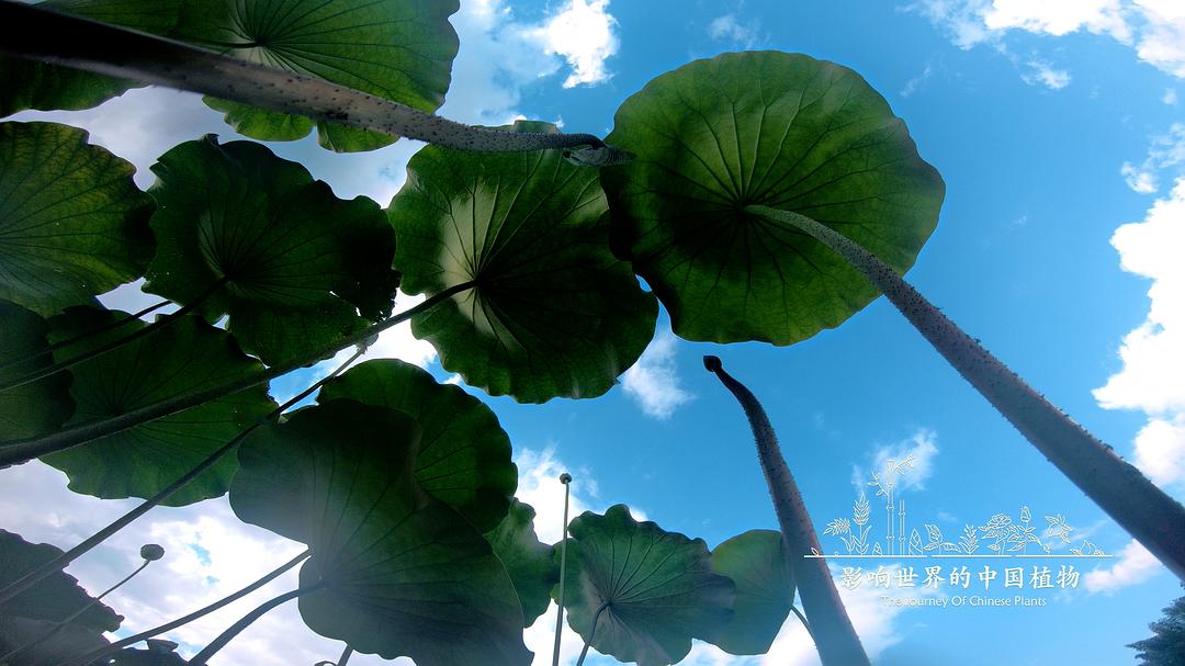 影响世界的中国植物
