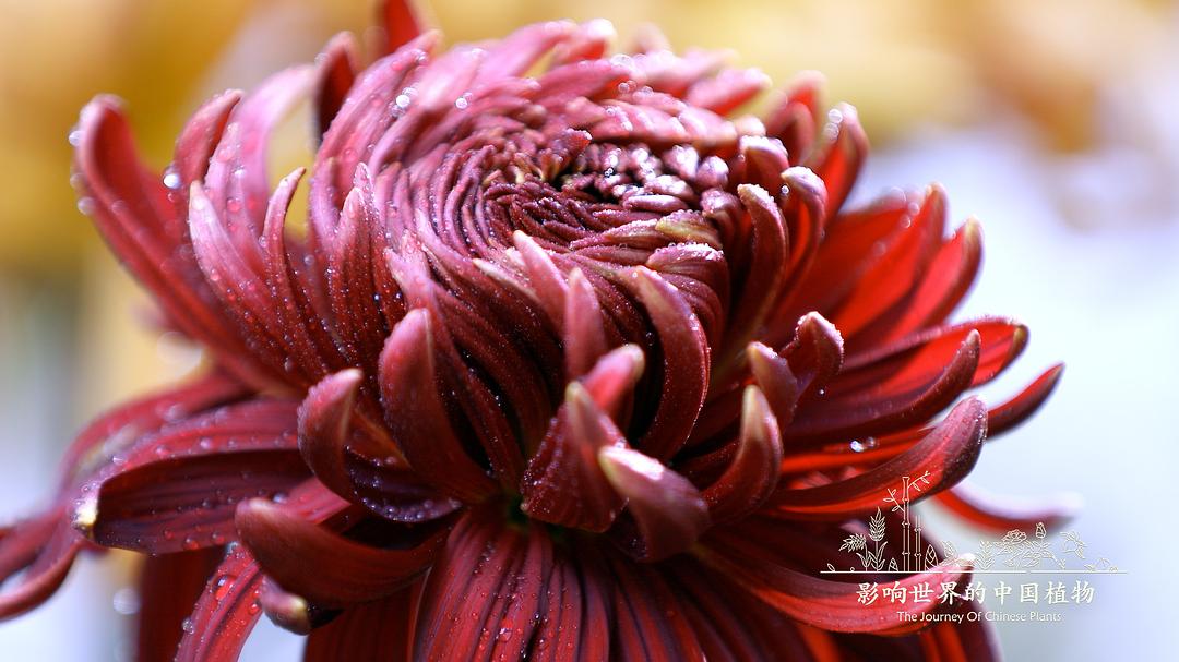 影响世界的中国植物