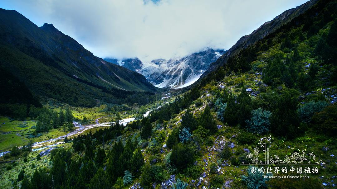 影响世界的中国植物