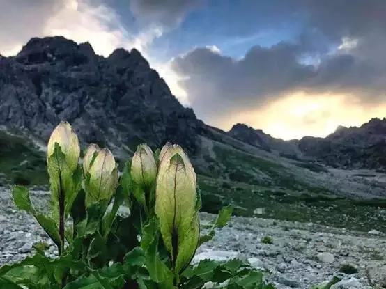 影响世界的中国植物
