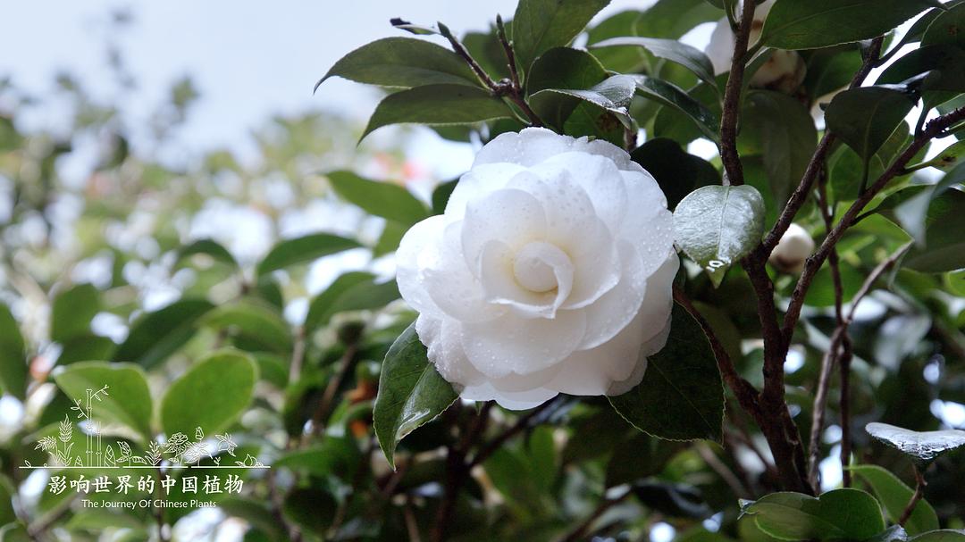 影响世界的中国植物