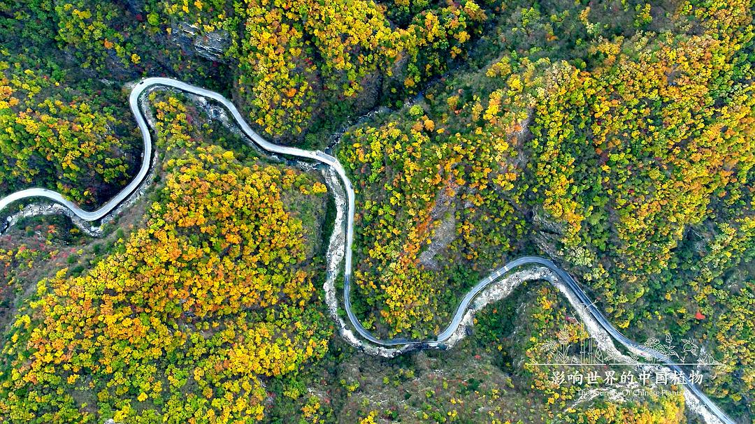 影响世界的中国植物