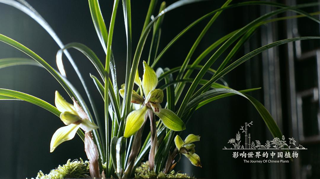 影响世界的中国植物