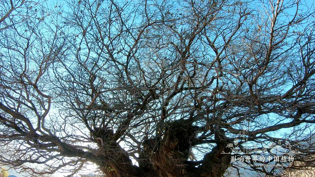 影响世界的中国植物