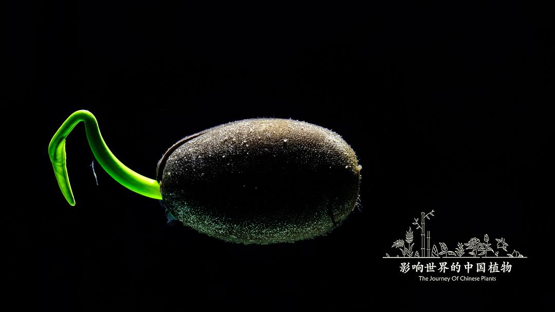 影响世界的中国植物