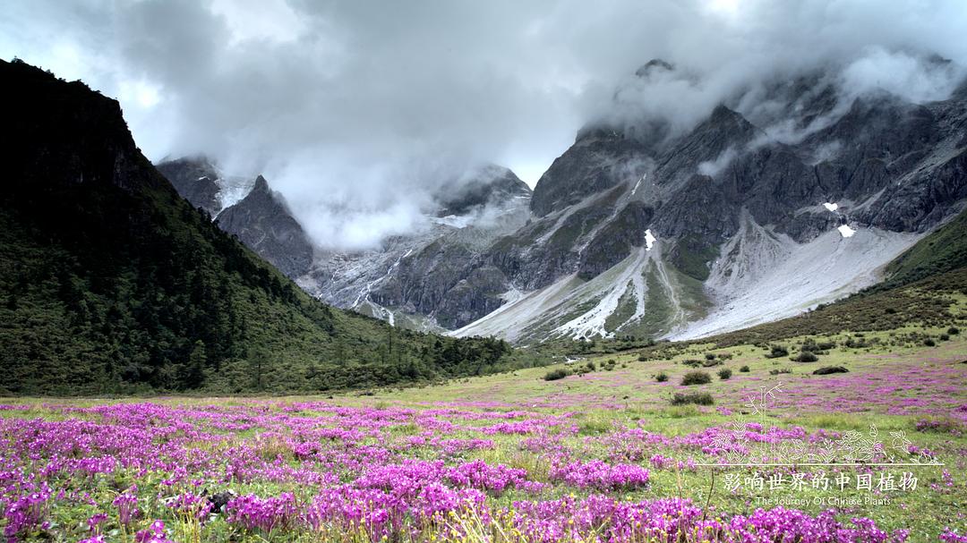 影响世界的中国植物