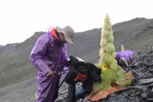 影响世界的中国植物