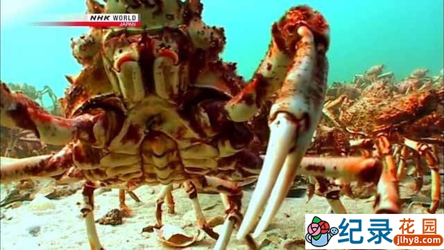 NHK蜘蛛蟹纪录片《大蜘蛛蟹的游行：蜘蛛蟹军团迁徙的秘密 March of the Masses: Great Spider Crabs》全1集 720P/1080i高清纪录片资源百度云盘下载
