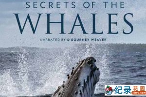 迪士尼海洋生物纪录片《鲸鱼的秘密 Secrets of the Whales》全4集中字 4K高清纪录片资源百度云盘下载