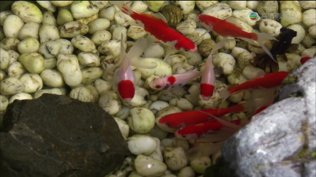 花花世界 Around The World In 80 Gardens