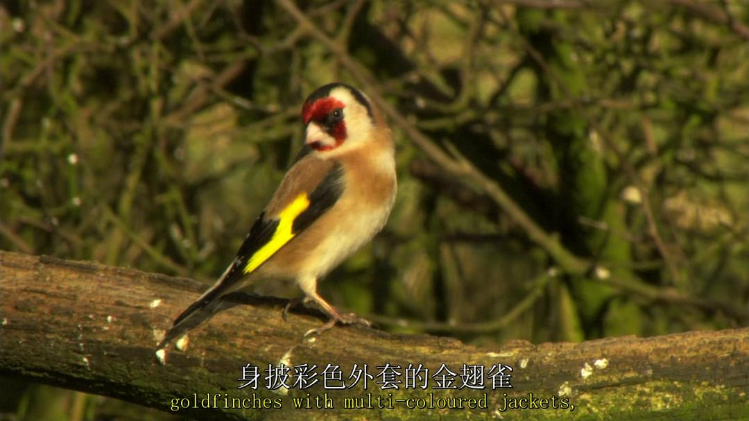 鸟类秘闻 Secret Life of Birds