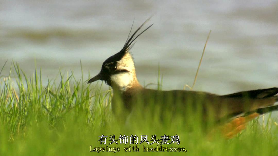 鸟类秘闻 Secret Life of Birds