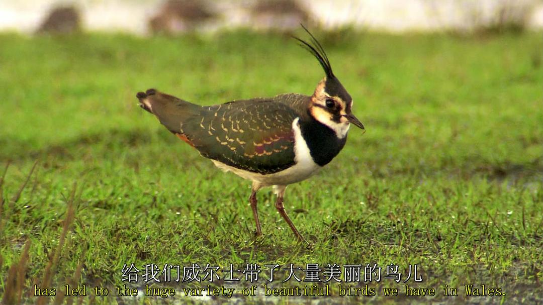 鸟类秘闻 Secret Life of Birds