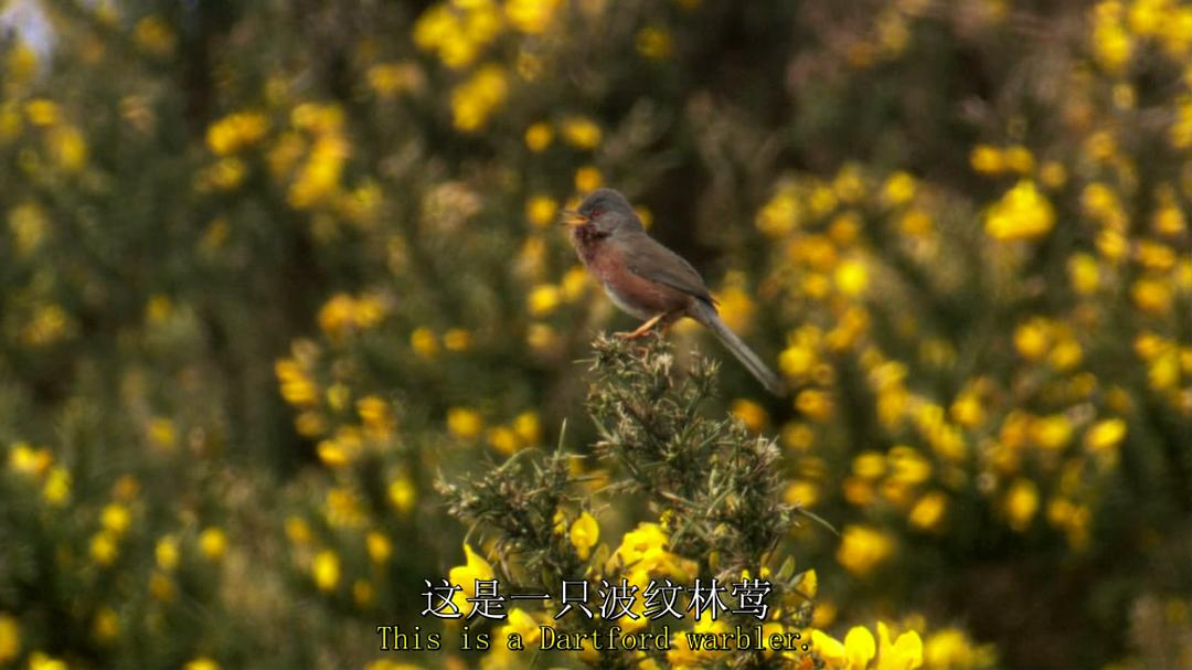 鸟类秘闻 Secret Life of Birds