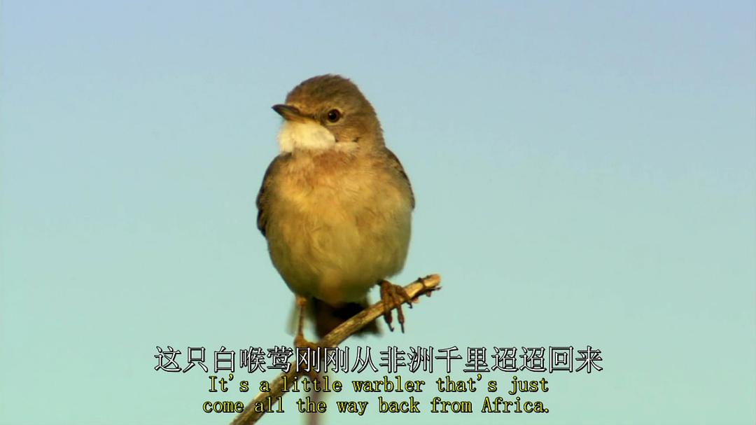 鸟类秘闻 Secret Life of Birds