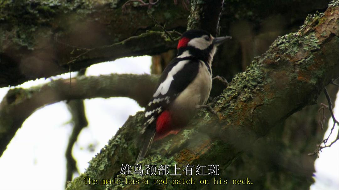 鸟类秘闻 Secret Life of Birds