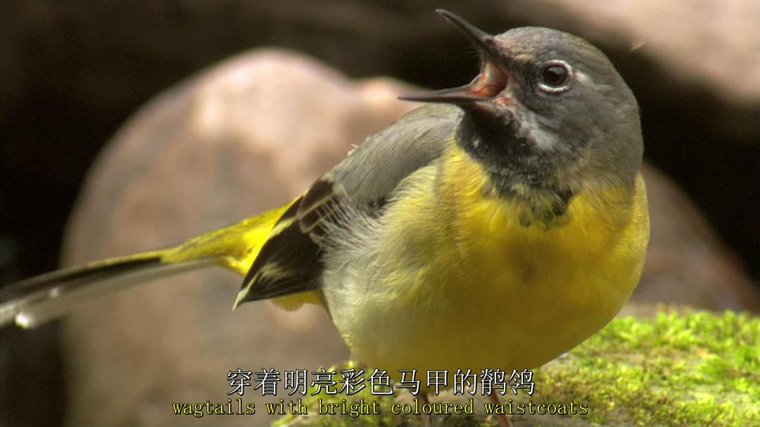 鸟类秘闻 Secret Life of Birds