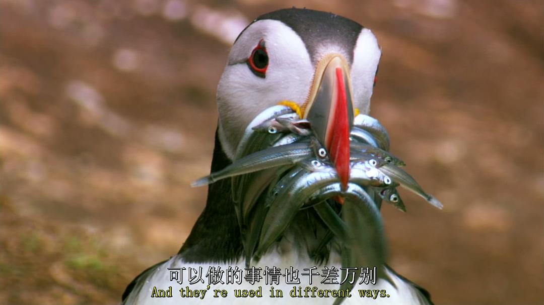 鸟类秘闻 Secret Life of Birds