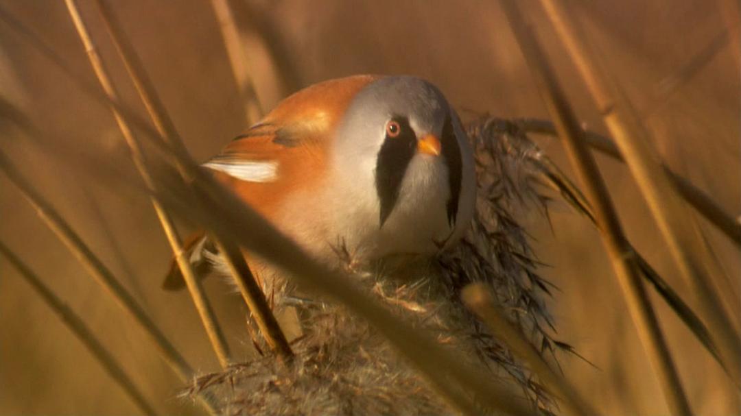 鸟类秘闻 Secret Life of Birds